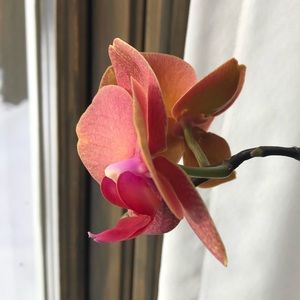 Meet your Posher, Joanne